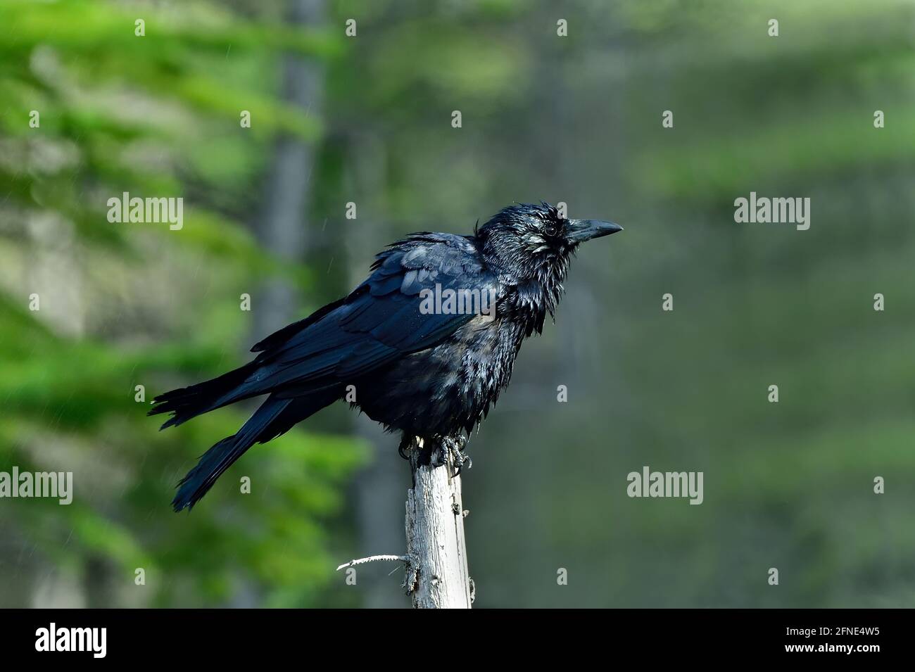 Una vista laterale di un corvo comune (Corvus brachyrhynchos), bagnato dopo un bagno in una porzione poco profonda su una diga di castoro nella campagna Alberta Canada Foto Stock