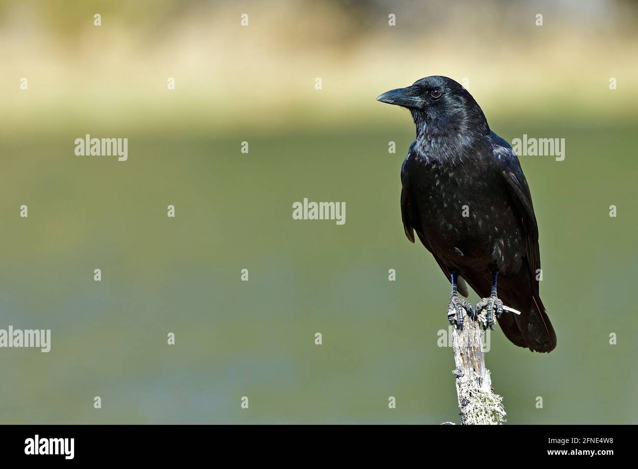 Un corvo americano (Corvus brachyrhynchos), arroccato su un ramo di albero morto nella campagna Alberta Canada Foto Stock