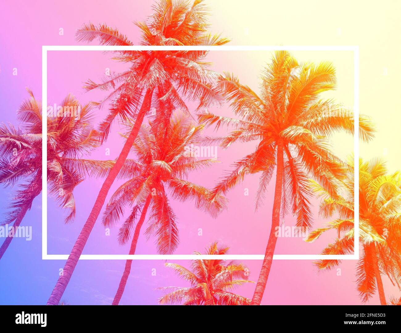Colorato sfondo estivo con palme da cocco sul cielo estivo con filtro sfumatura vintage tono di colore con quadrato bianco vuoto cornice per messaggio di testo Foto Stock