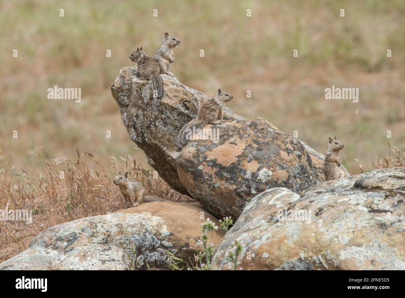 Una famiglia di scoiattolo di terra della California (Otospermophilus beecheyi) raccoglie e riposa su massi e rocce che guardano intorno e che tengono l'attenzione per le minacce. Foto Stock