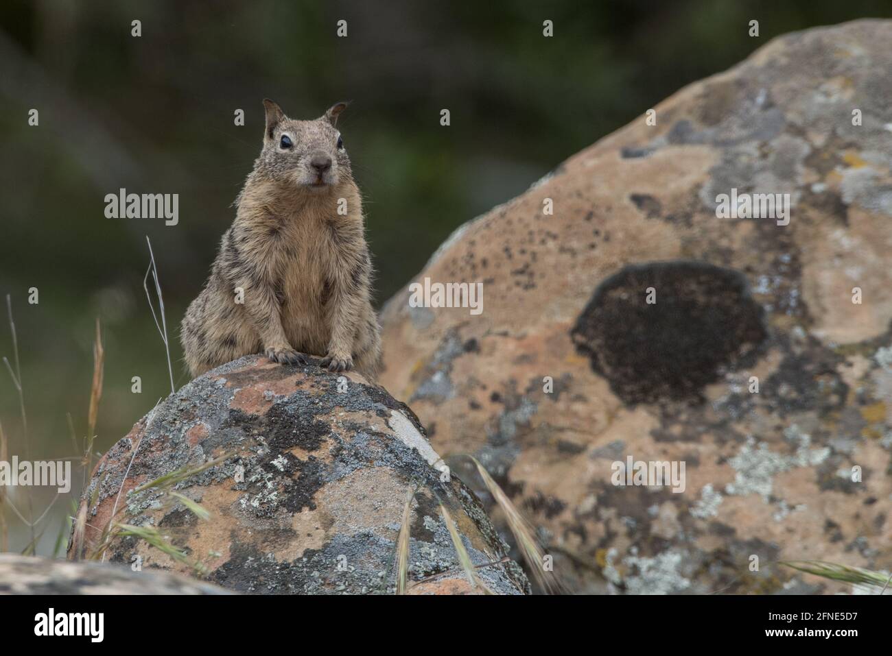 Uno scoiattolo di terra della California (Otospermophilus beecheyi) seduto su una roccia nella natura selvaggia della California ad est della Baia di San Francisco. Foto Stock