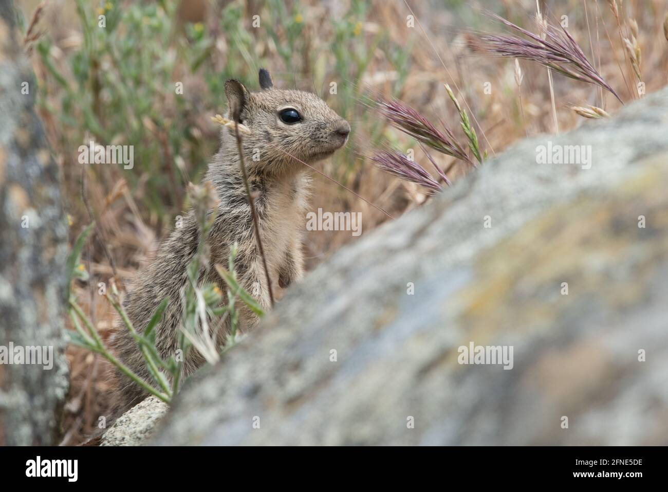 Uno scoiattolo di terra giovanile della California (Otospermophilus beecheyi) nei territori di Morgan ad est della baia di San Francisco in CA. Foto Stock
