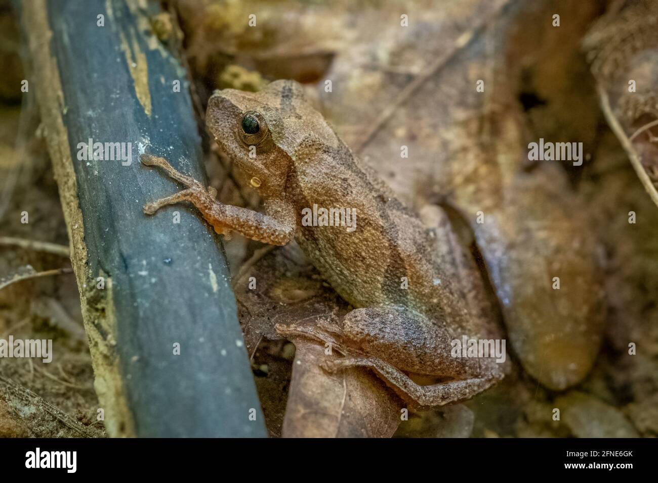 Peeper primaverile (crocifero di Pseudacris) sul pavimento della foresta. Raleigh, Carolina del Nord. Foto Stock