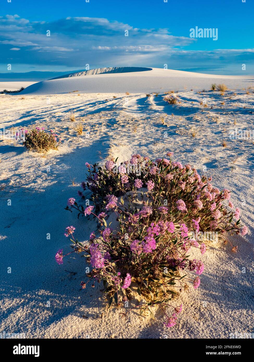 Porpora sabbia Verbena, Abronia angustifolia, nel White Sands National Park, New Mexico, Stati Uniti Foto Stock