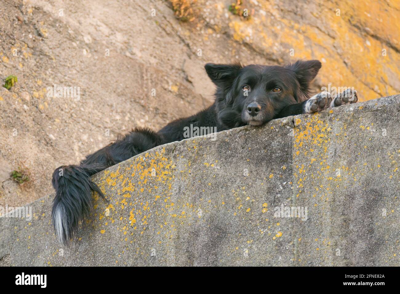 posare il cane riposa tranquillamente e guarda la fotocamera alla luce del giorno all'aperto Foto Stock