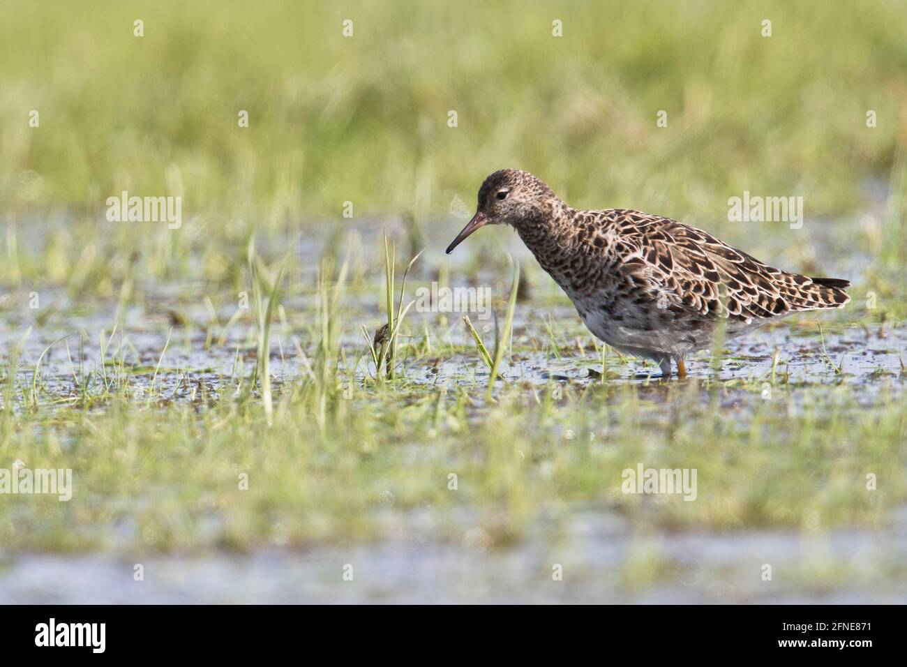 Ruff (Calidris pugnax) in piedi in acque poco profonde, bassa Sassonia, Germania Foto Stock