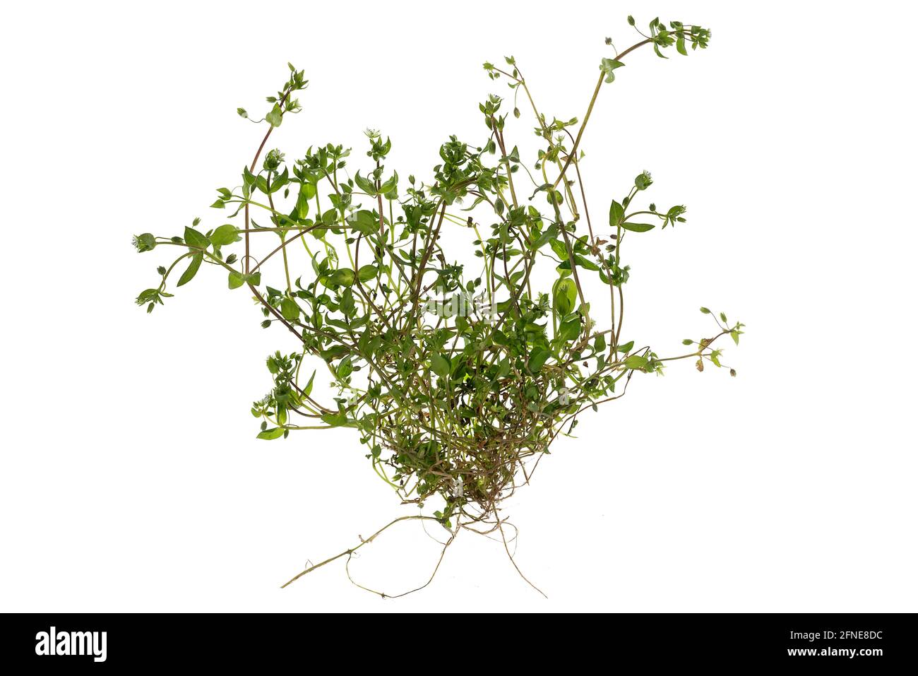 Comune ceci comune (Stellaria media) su terreno bianco, Germania Foto Stock