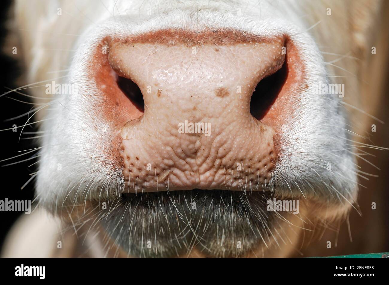 Flotzmaul, bocca, bovini francesi Charolais, Baviera, Germania Foto Stock