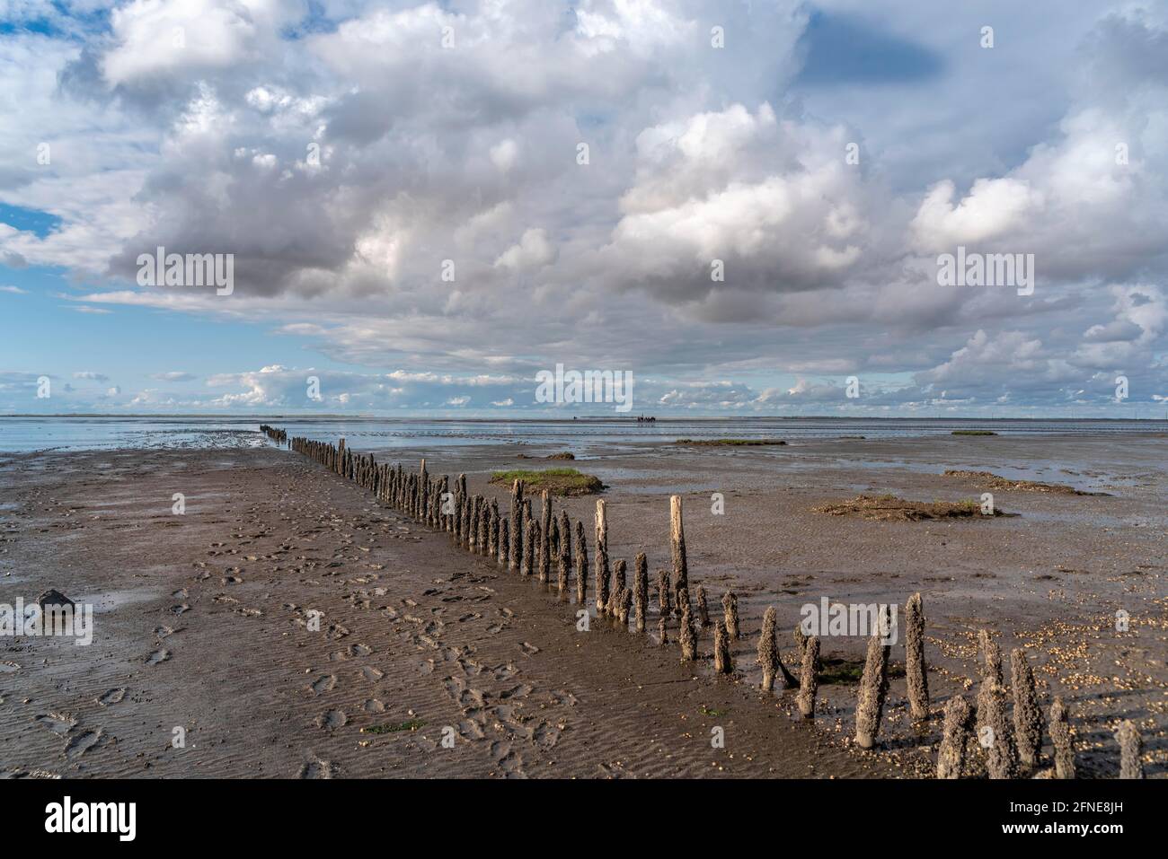 Spiaggia a bassa marea con groynes di legno, Wadden Sea National Park, Harlesiel, bassa Sassonia, Germania Foto Stock