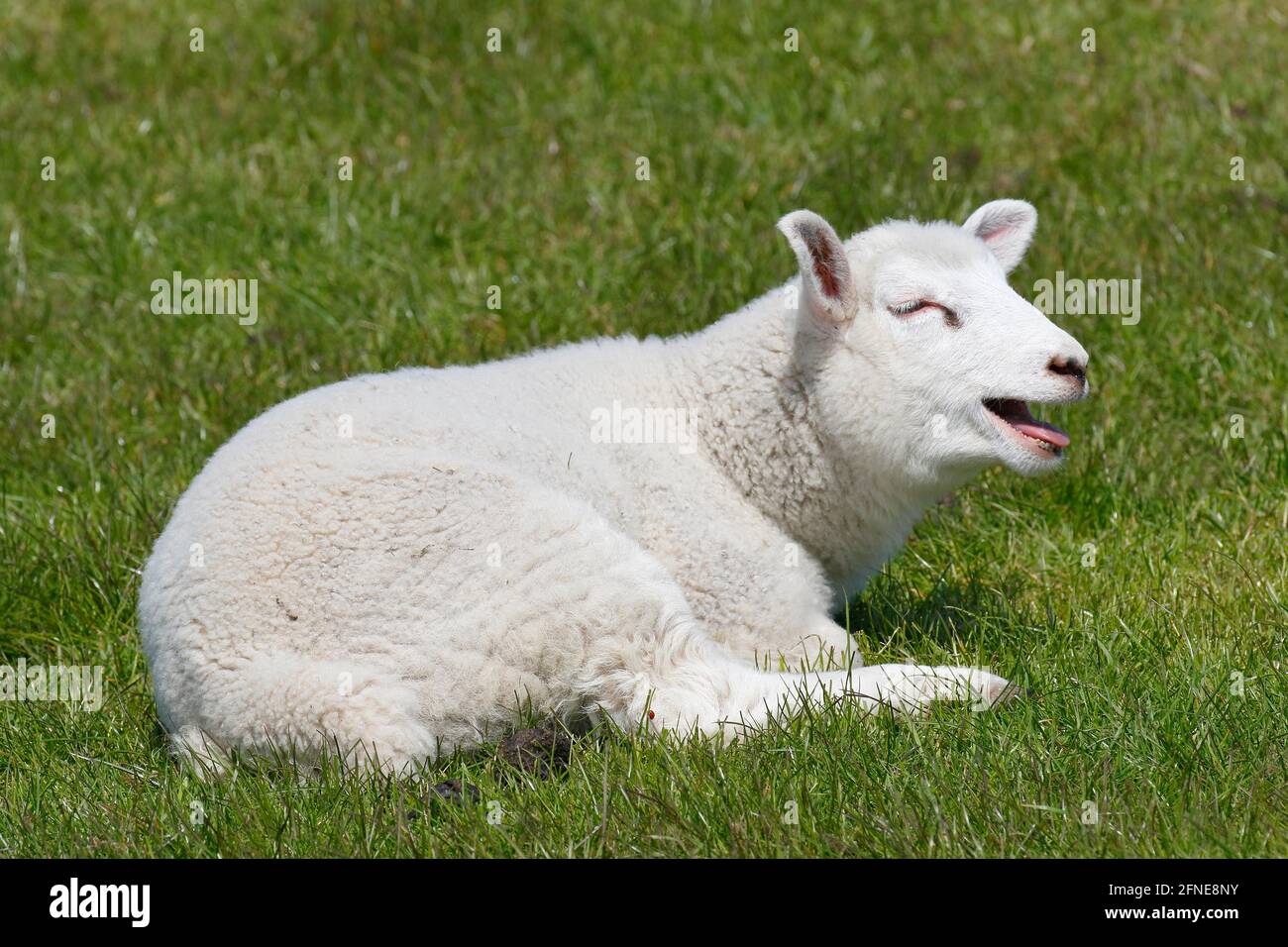 Pecora domestica (Ovis gmelini aries) agnello che sanguina, bambino animale, Schleswig-Holstein, Germania Foto Stock