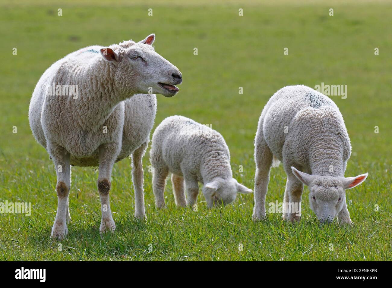 Sanguinamento delle pecore domestiche (Ovis gmelini aries) con agnelli, bambini animali, Schleswig-Holstein, Germania Foto Stock