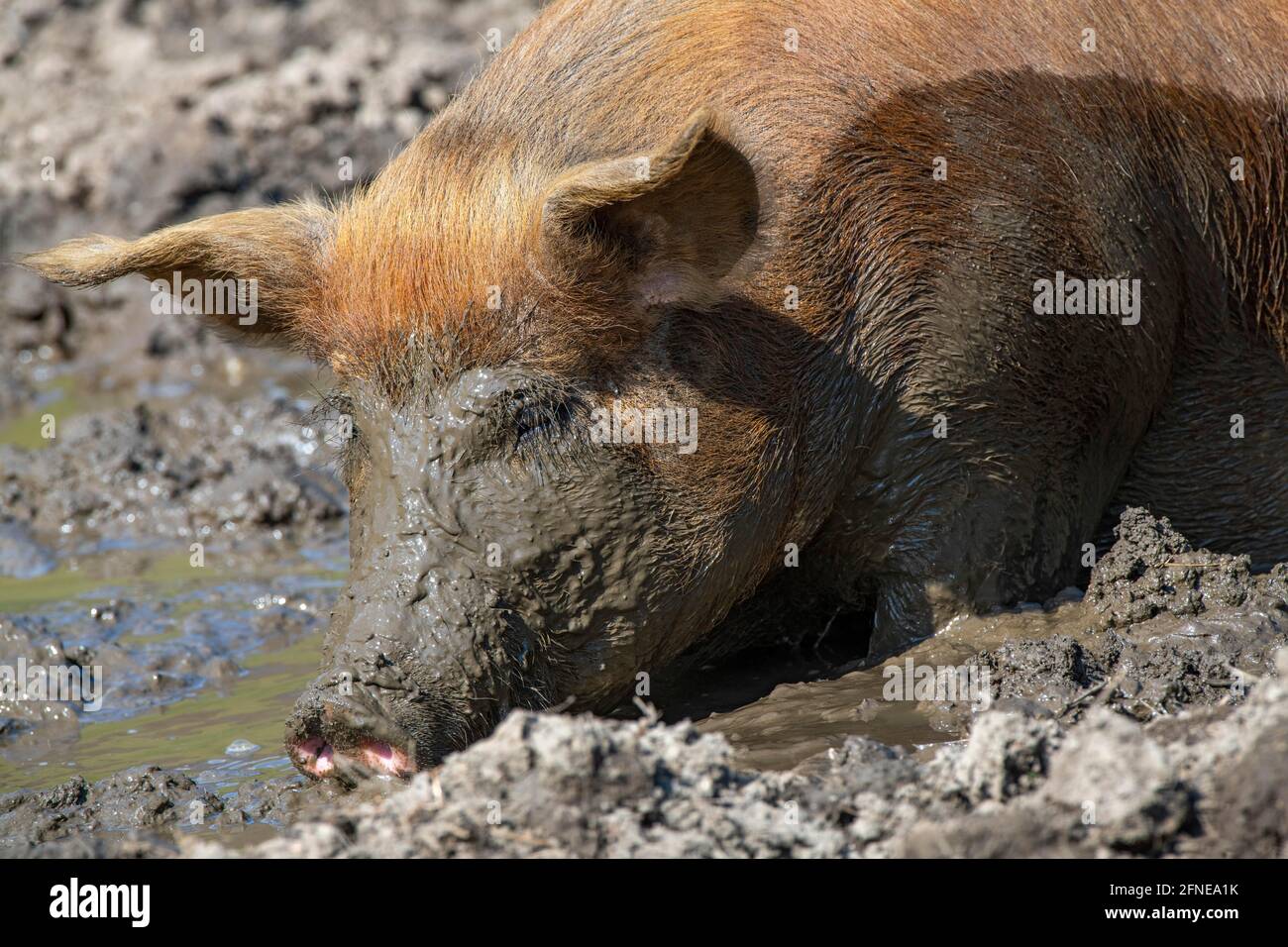 Maiale Duroc, razza domestica antica dagli Stati Uniti, Eggen-Hof, Vomp, Tirolo, Austria Foto Stock