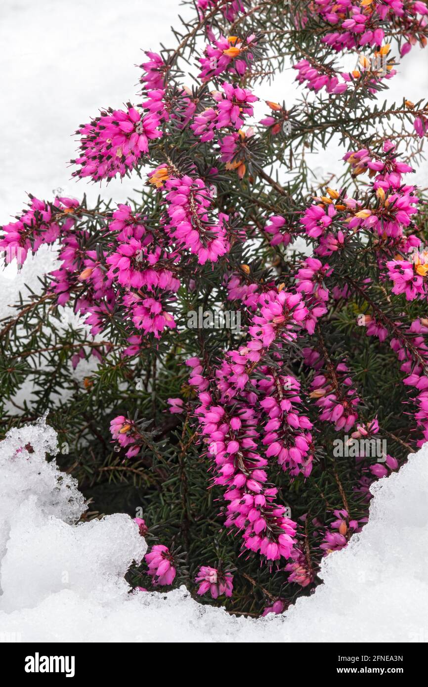 Brughiera invernale (Erica carnea) (Erica), fiorente nella neve, Schwaz, Tirolo, Austria Foto Stock