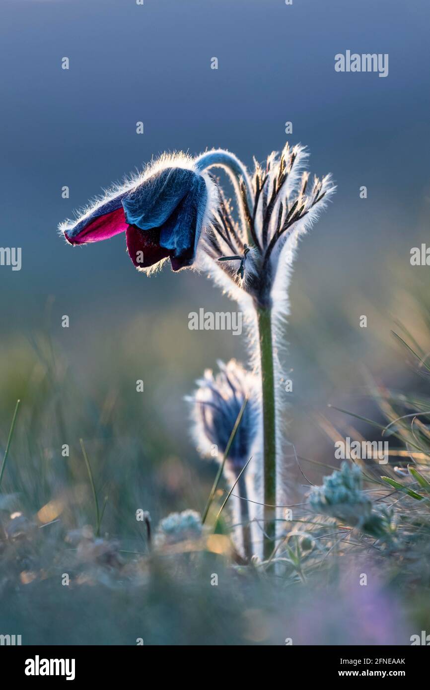 Prato pasque flower (Pulsatilla pratensis) o nero pasque flower, Burgenland, Austria Foto Stock