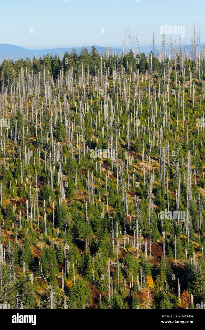 Lusen, 1373 metri, morti e nuova foresta su una montagna vicina, ottobre, Parco Nazionale della Foresta Bavarese, Baviera, Germania Foto Stock