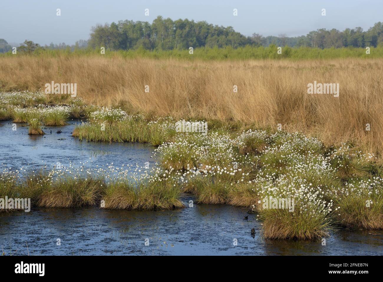 Paesaggio in una palude, con steli fruttiferi di cotone erba, mattina, maggio, Haaksbergerveen, Haaksbergen, provincia Overijssel, Paesi Bassi Foto Stock