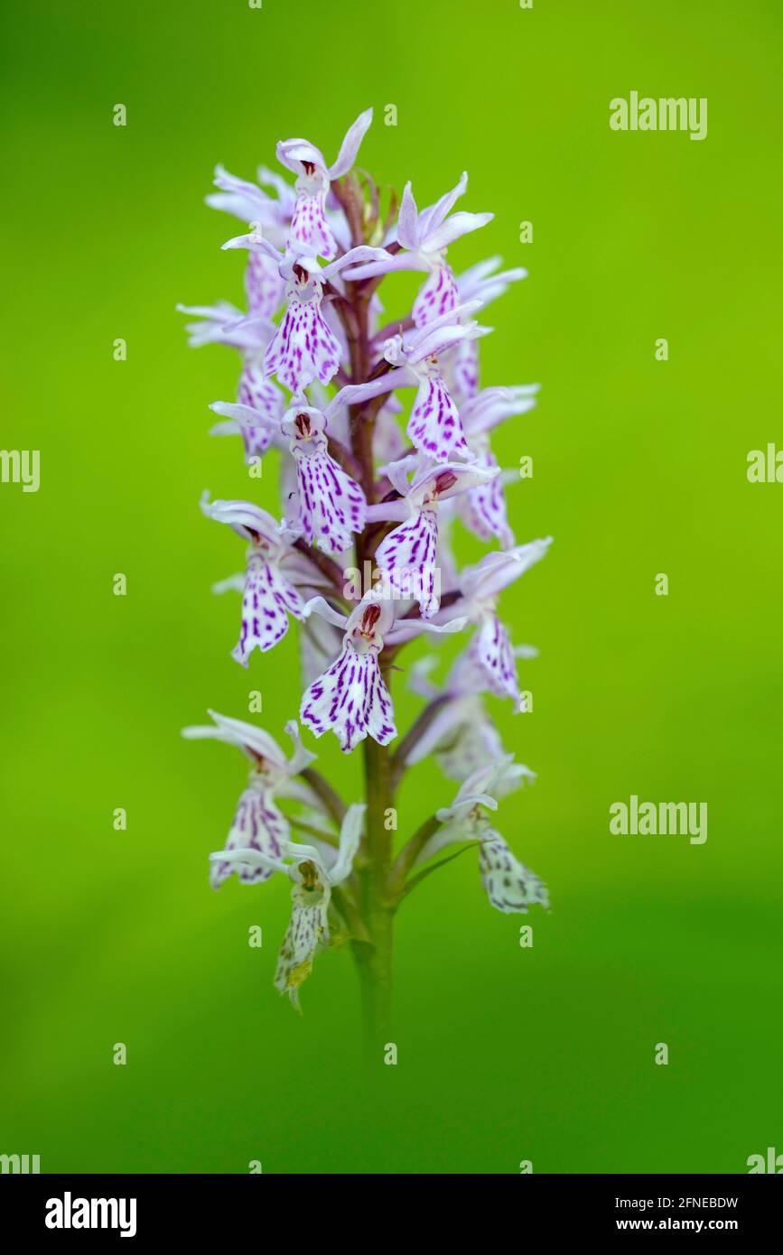 Fox orchidea, pianta a fiore singolo, luglio, NSG Kendlmuehlfilzn, Grassau, Chiemgau, Baviera, Germania Foto Stock