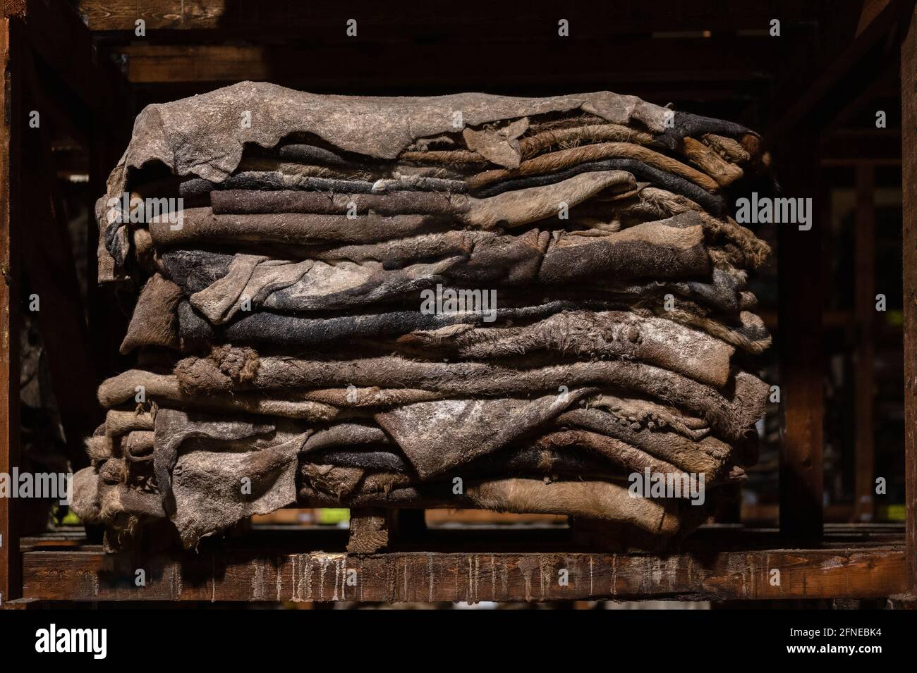 Le pelli gregge di vacca salate vengono accumulate. Foto Stock