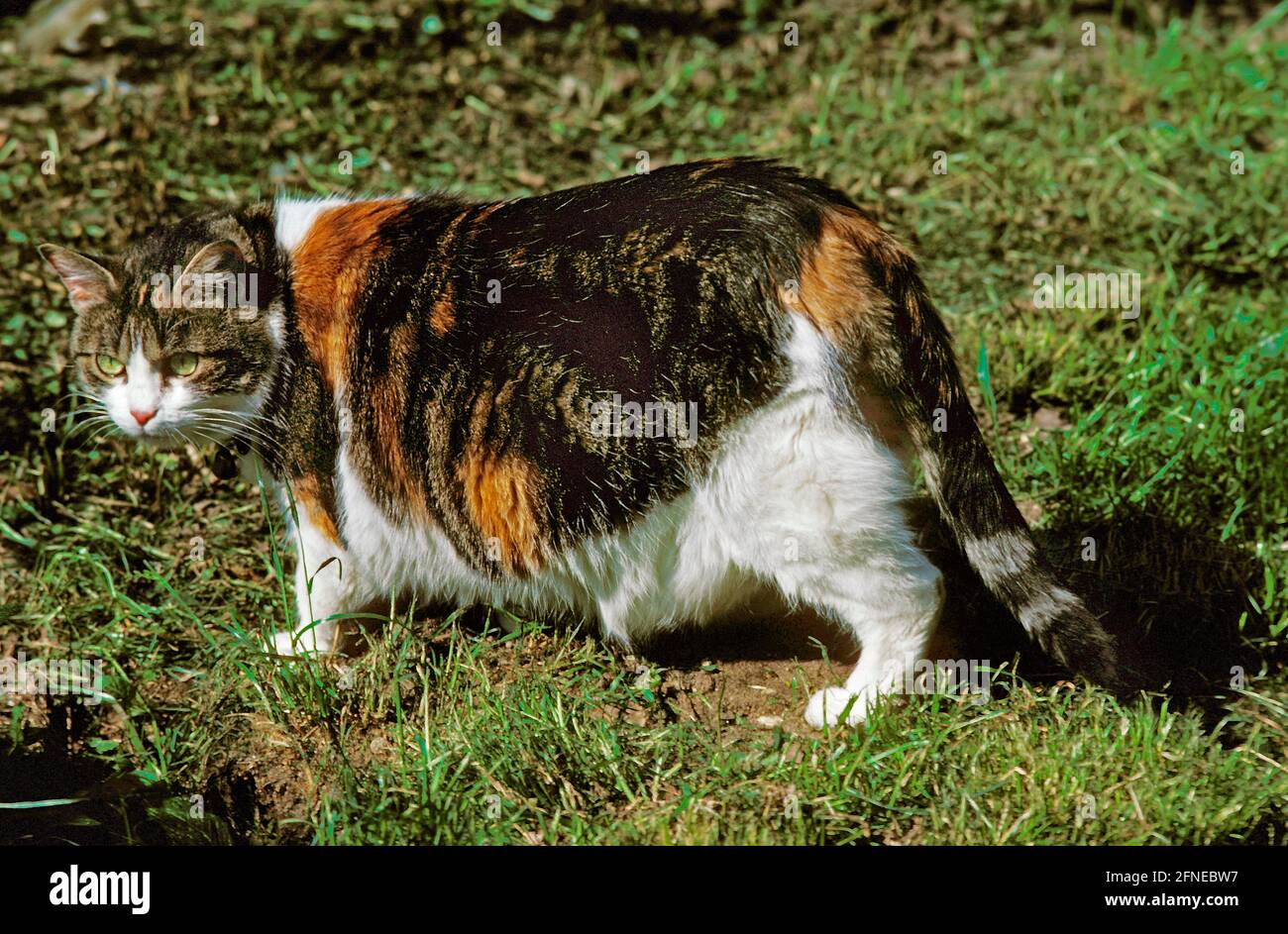 Gatto domestico, adulto sovrappeso su erba Foto Stock