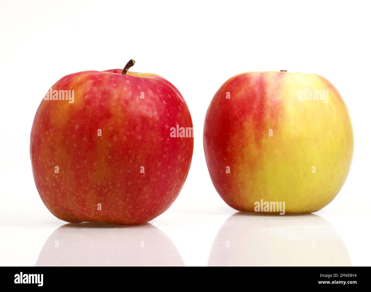 Malus domestica, mela coltivata, mela, mele, famiglia di rose, mele rosa signora, malus domestica, su sfondo bianco Foto Stock