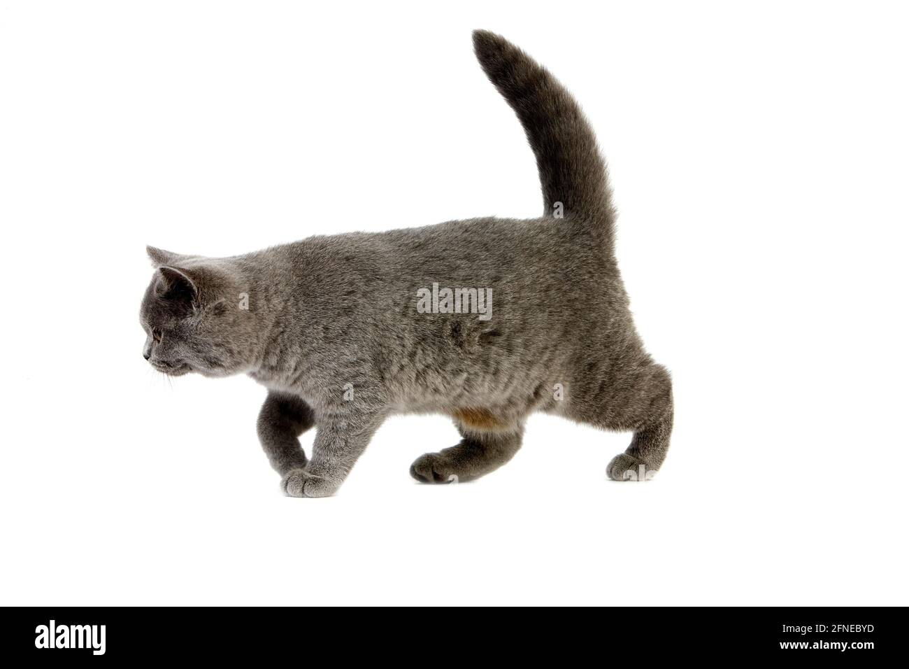 Blue British Shorthair gatto domestico, femmina, a piedi su sfondo bianco Foto Stock