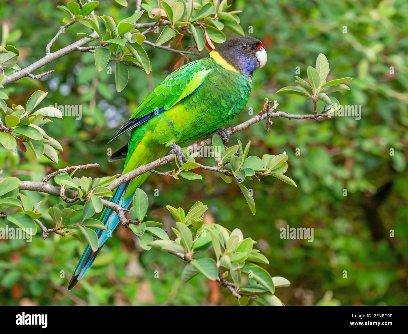 Un Ringneck australiano della razza occidentale, conosciuto come il ventotto Parrot, fotografato in una foresta dell'Australia sud-occidentale. Foto Stock