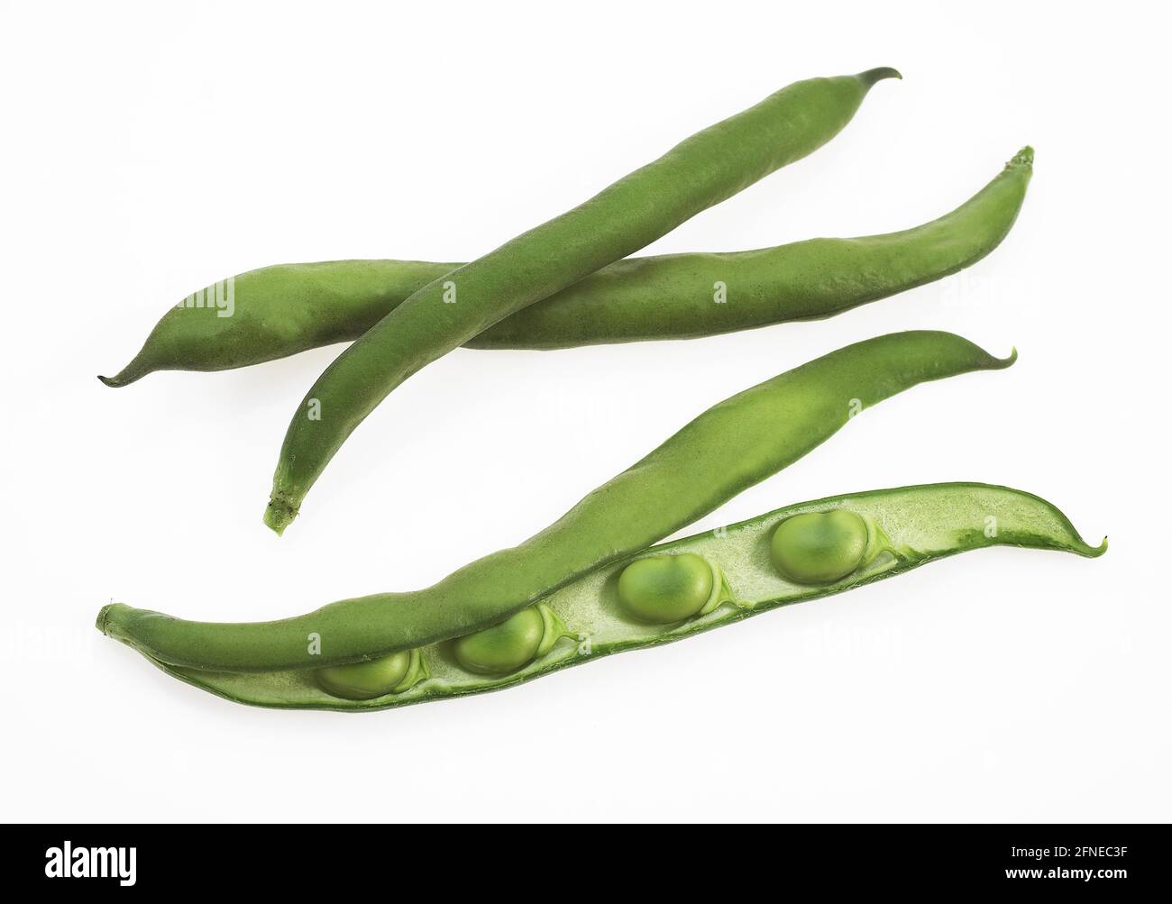 Fava Bean, Field Bean, Broad Bean, Horse Bean, Broad Bean, Fagiolo farfalla, fagioli larghi freschi agaist sfondo bianco Foto Stock