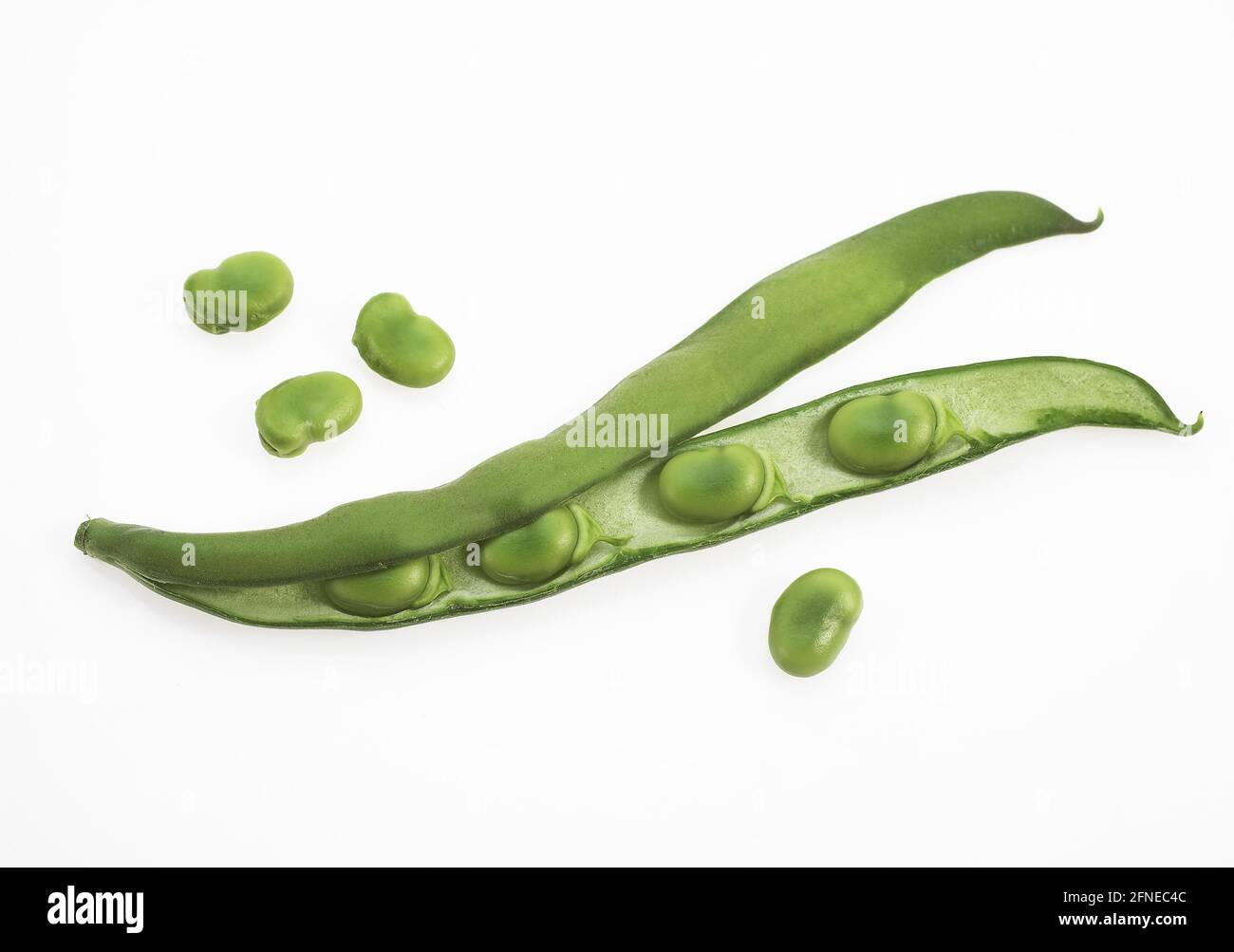 Fava Bean, Field Bean, Broad Bean, Horse Bean, Broad Bean, Butterfly Bean, faba fresca di vasti fagioli (vicia) su sfondo bianco Foto Stock