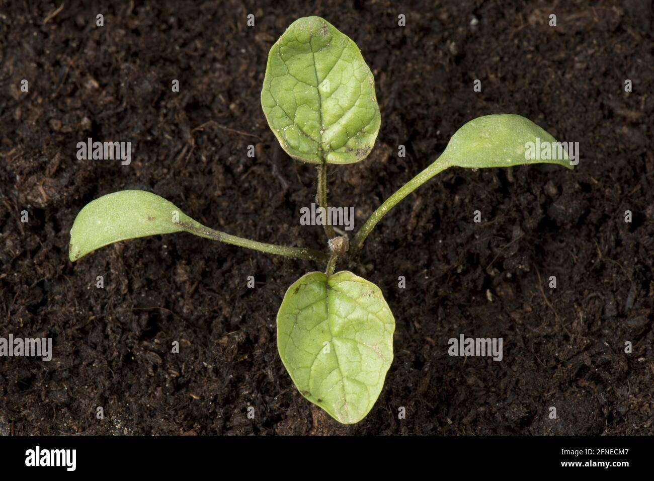 Senape all'aglio o Jack-by-the-Hedge (Alliaria petiolata), semina di erbacce con cotiledoni e le prime foglie reali Foto Stock