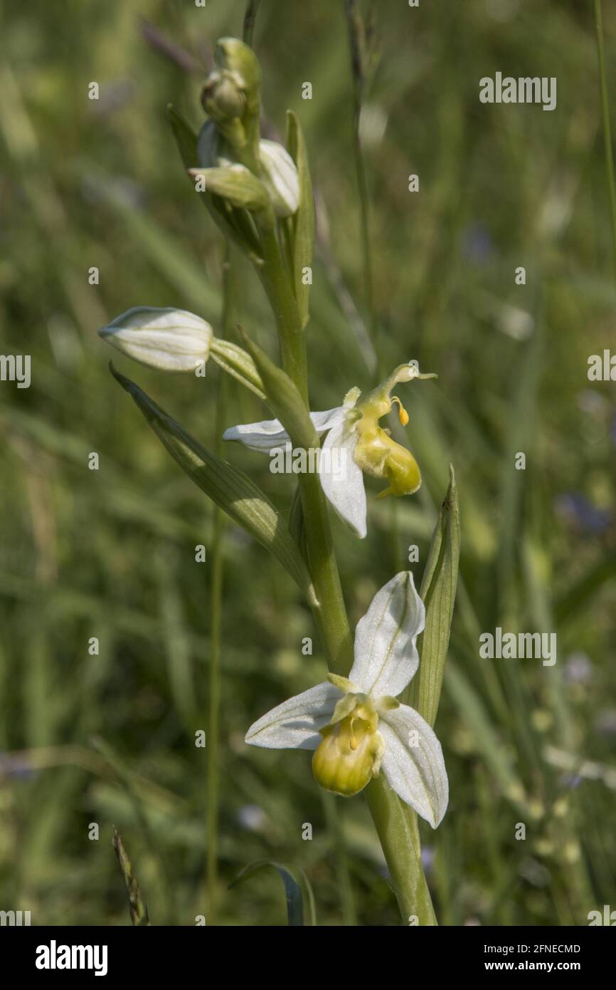 L'orchidea dell'ape (Ophrys apifera) varietà chlorantha completamente manca di alcuna colorazione antocianina. Pagine Verde Suffolk, Giugno 2016 Foto Stock