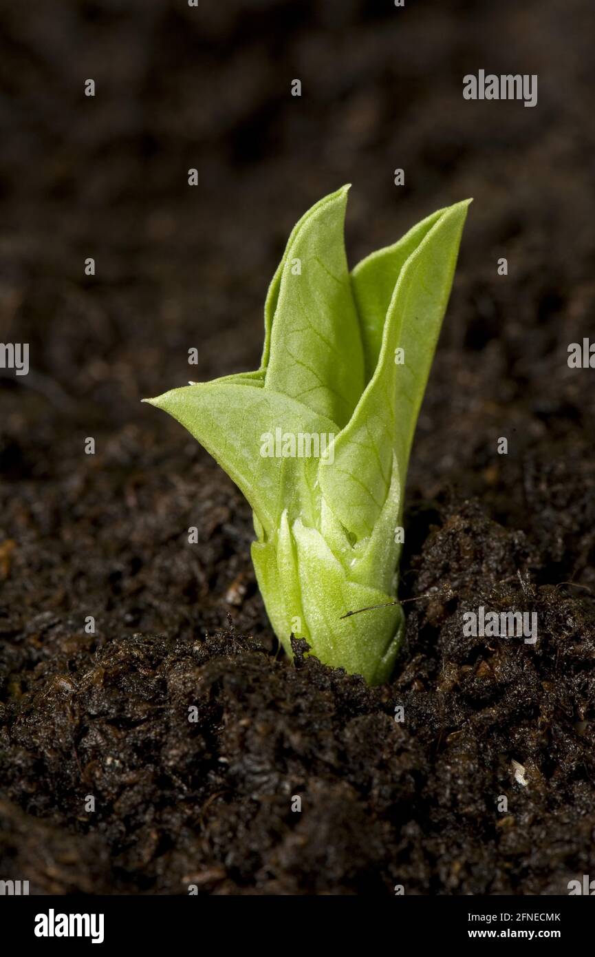 Fagiolo di Fava, fagiolo di campo, fagiolo largo, fagiolo di cavallo, fagiolo largo, Fagiolo largo, fagiolo di farfalla, foglie di un giovane fagiolo largo che emerge sopra il suolo Foto Stock