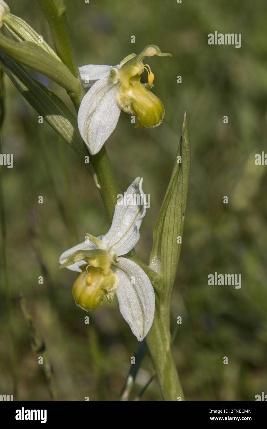 L'orchidea dell'ape (Ophrys apifera) varietà chlorantha completamente manca di alcuna colorazione antocianina. Pagine Verde Suffolk, Giugno 2016 Foto Stock