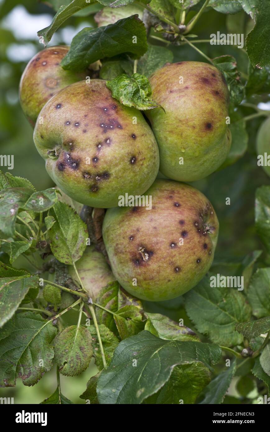 Piccole macchie discrete causate da scab di mela, Venturia inaequalis, su un gruppo di mele mature, Berkshire Foto Stock