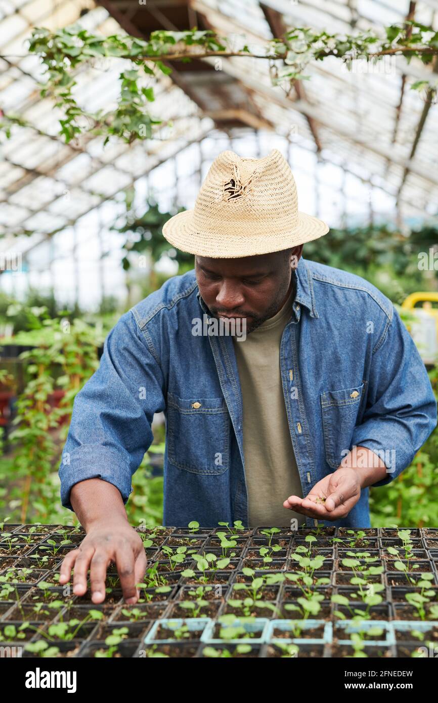 Giovane agricoltore africano che piantano le piantine in serra Foto Stock