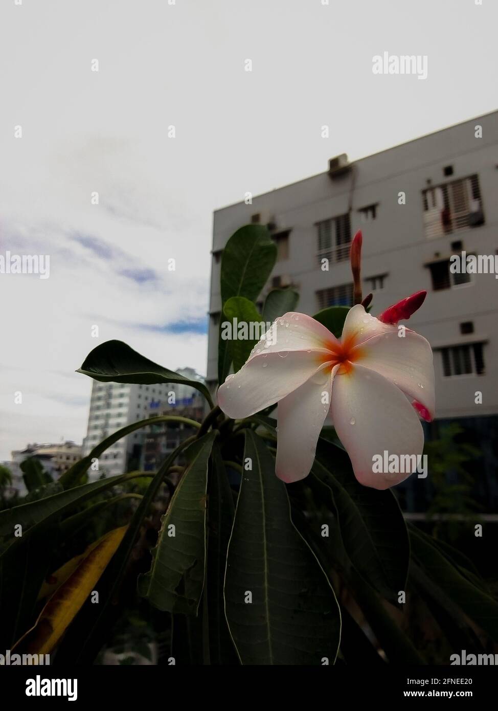 Plumeria Foto Stock