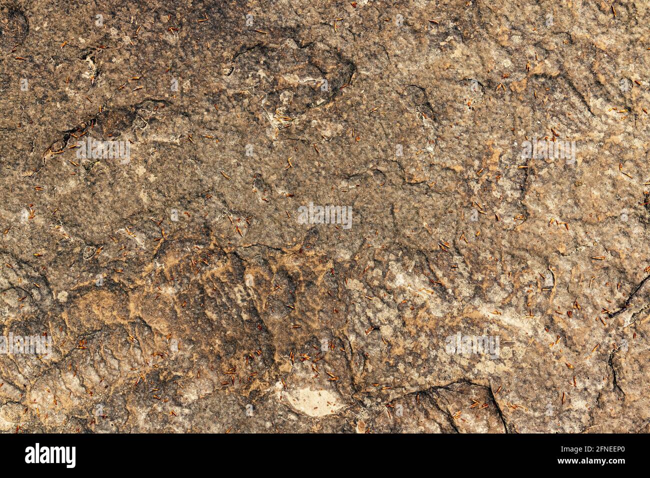 Superficie della roccia con tinta marrone. Sfondo di pietra Foto Stock