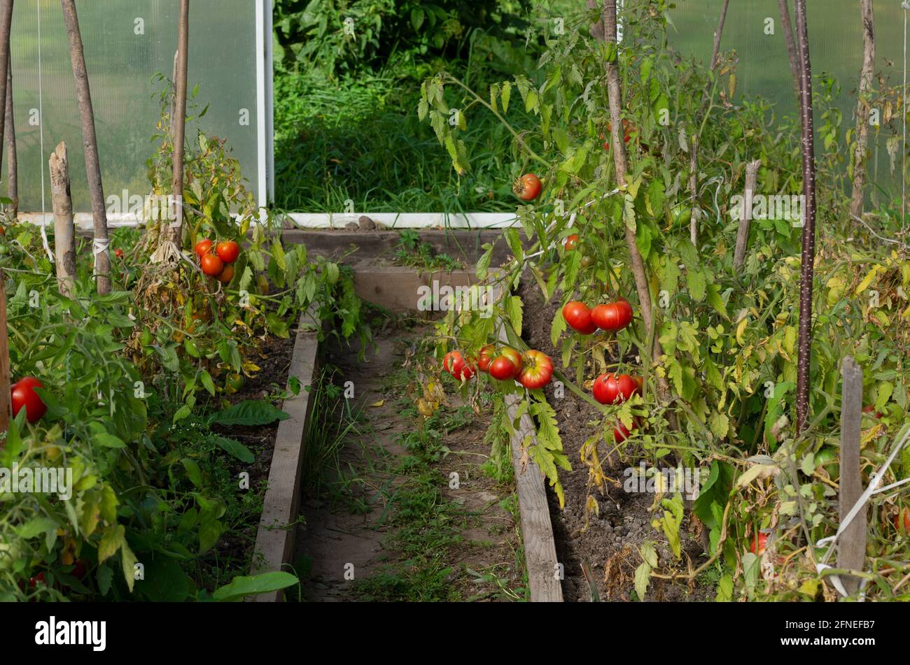 All'interno del villaggio serre rosso pomodori maturi legati a bastoni Foto Stock