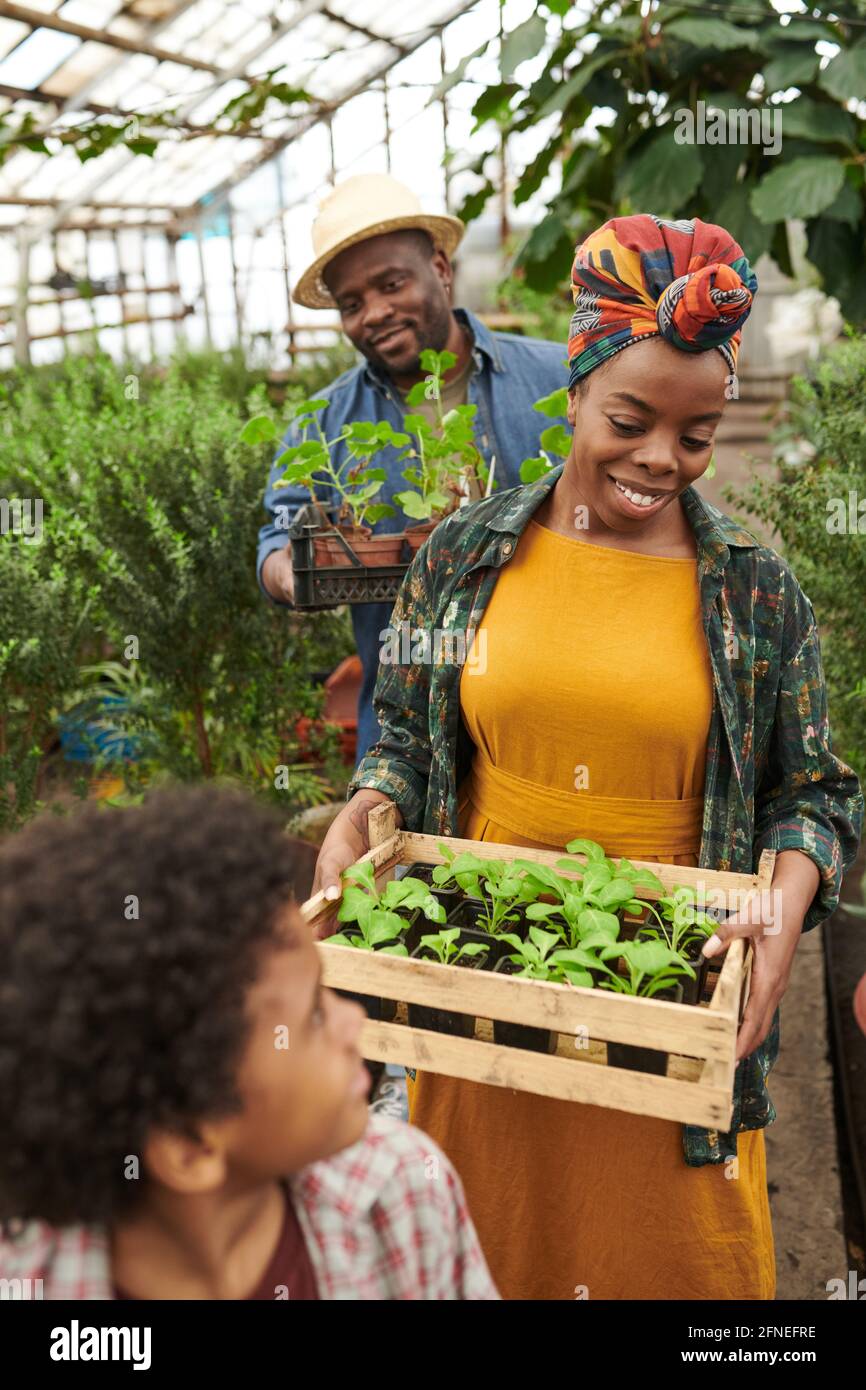 Donna africana felice scatola da trasporto con giovani pianta mentre coltivando verdure in serra insieme alla sua famiglia Foto Stock