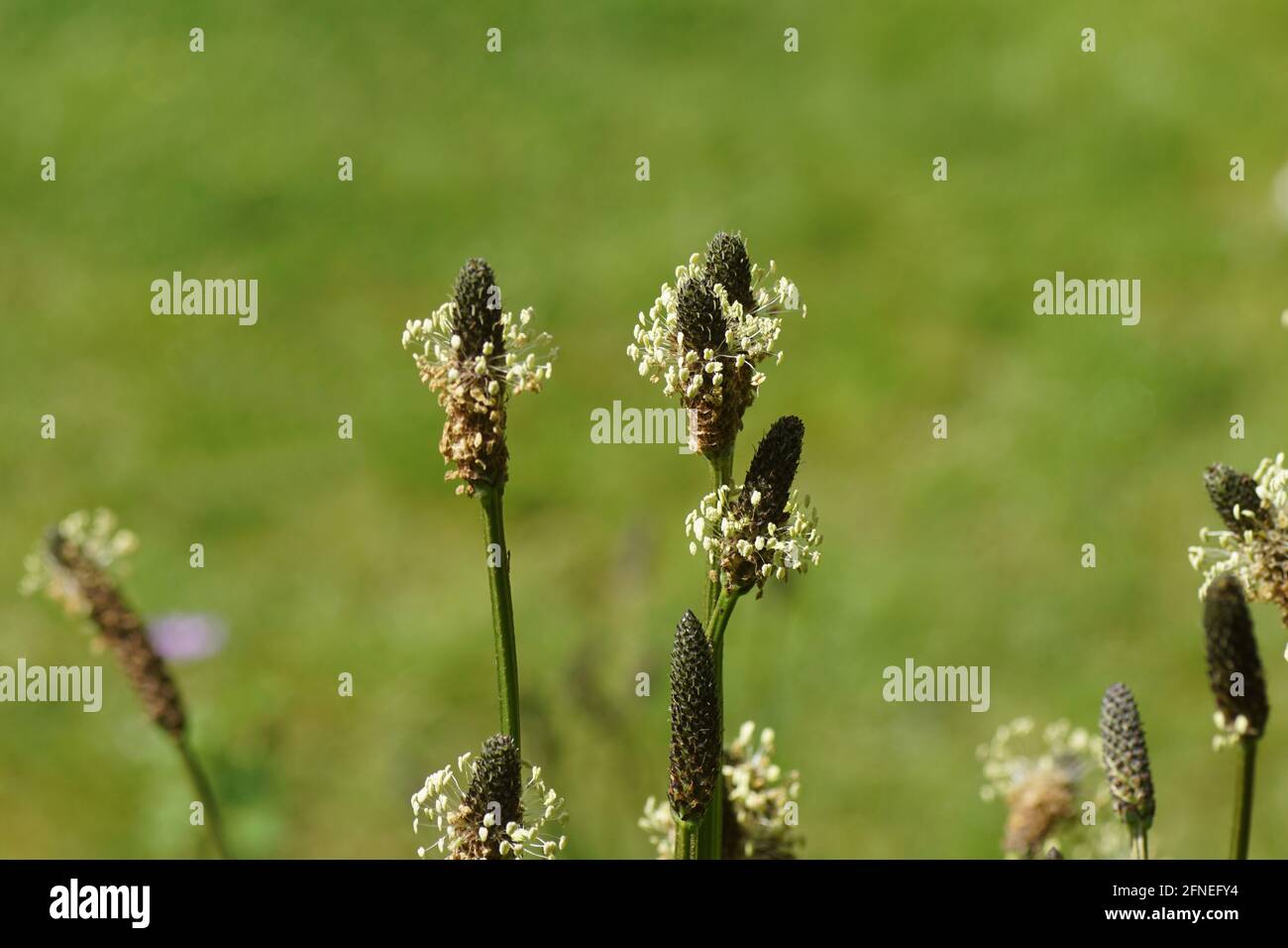 Primo piano fiori di piantana di coste (Plantago lanceolata), famiglia Plantaginaceae. Uno sfondo verde sbiadito. Primavera, Paesi Bassi, maggio Foto Stock