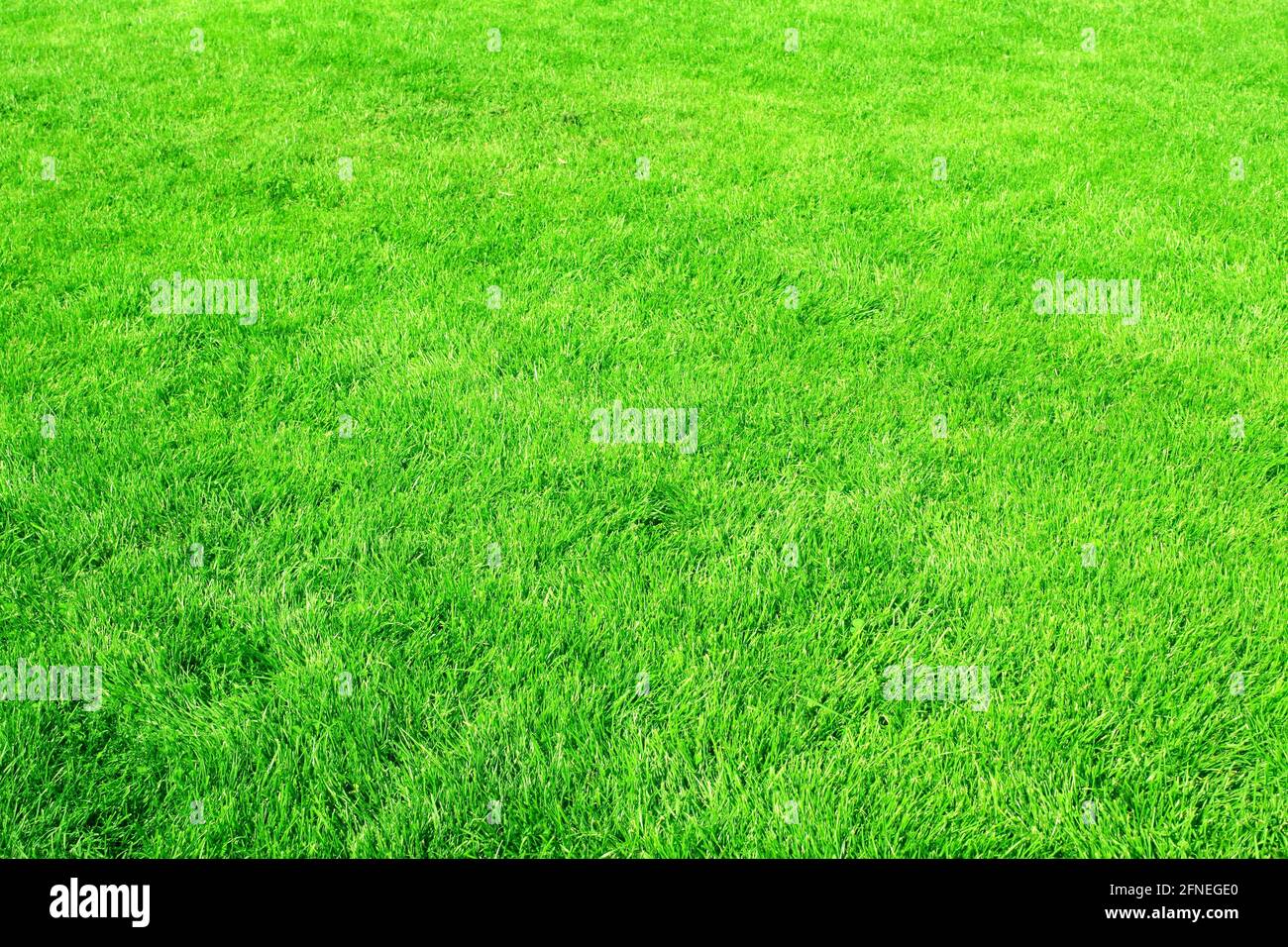 Erba verde sul prato. Stadio Grass. Erba tagliata Foto Stock