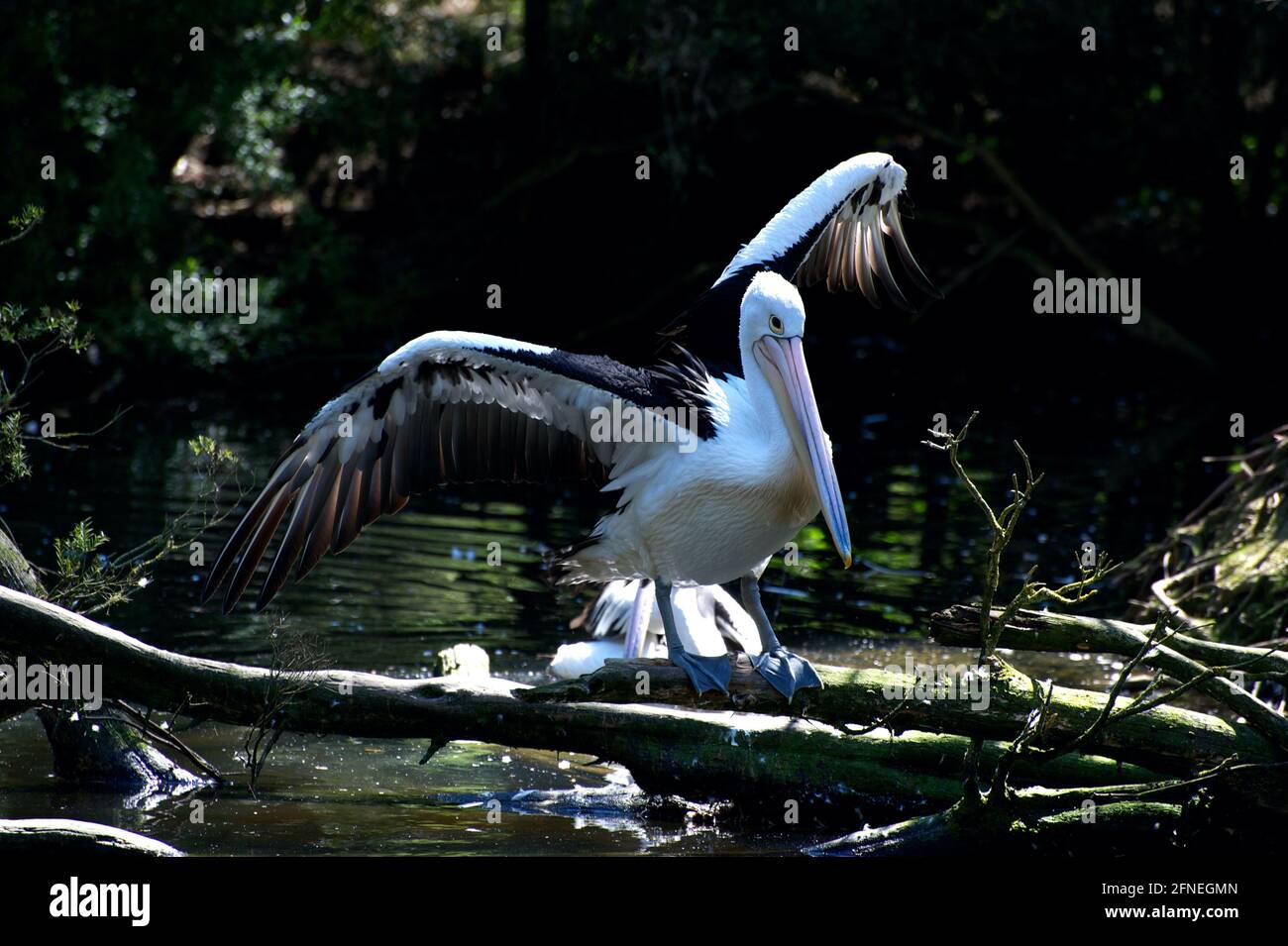 Ondeggiamento - non annegamento. Un Pellicano (PELICANUS Conspicilatus) ondeggia le sue ali nell'aria per asciugarsi. I pellicani sono buoni nuotatori, quindi sicuramente non annegano! Foto Stock