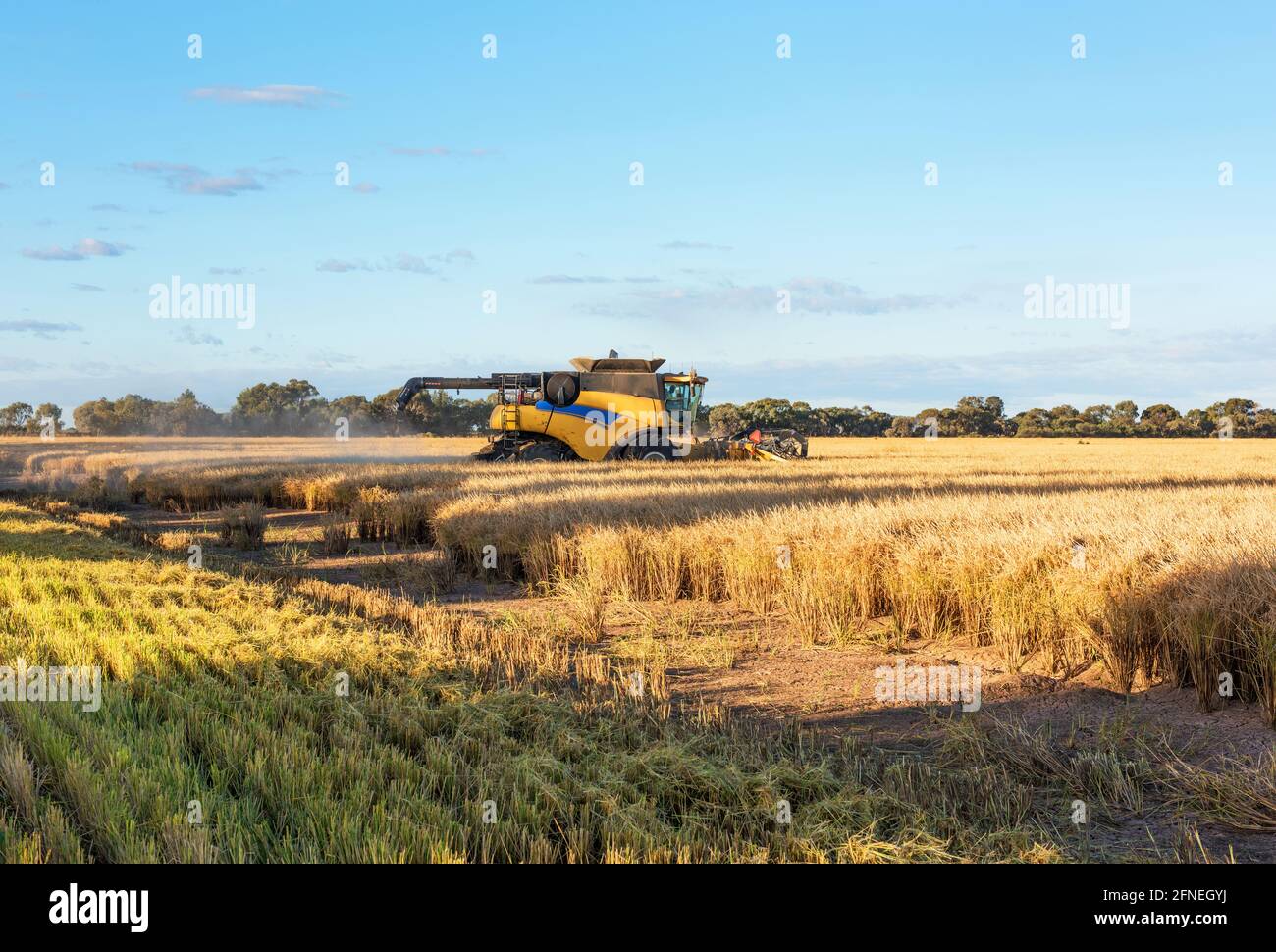 Raccolta del riso nella fattoria vicino Griffith nel nuovo Galles del Sud, Australia Foto Stock