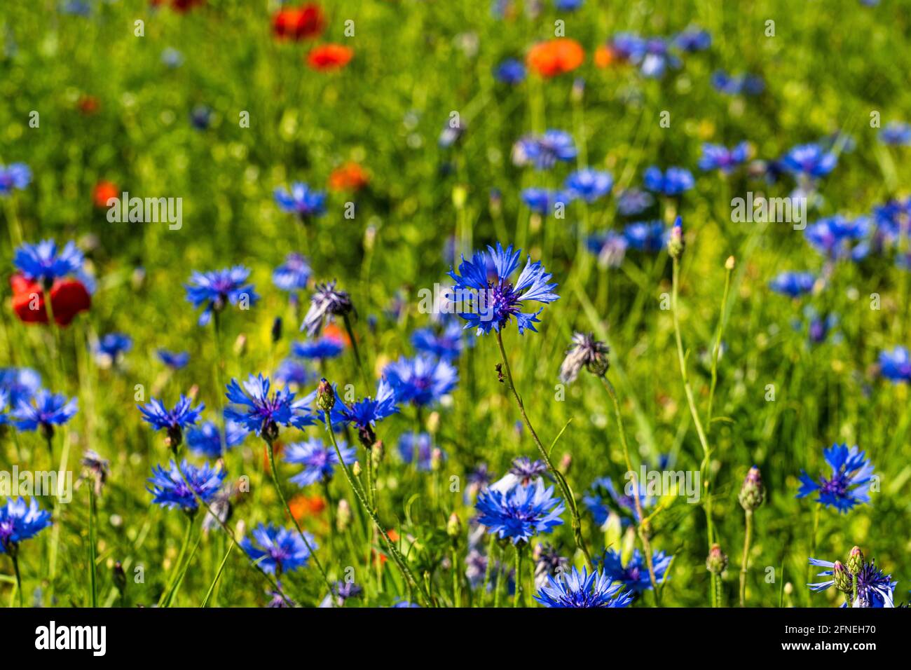 Lenticchie fiorite con papaveri e fiori di mais a Castelluccio di Norcia, parco nazionale dei Monti sibillini, Italia, Europa Foto Stock