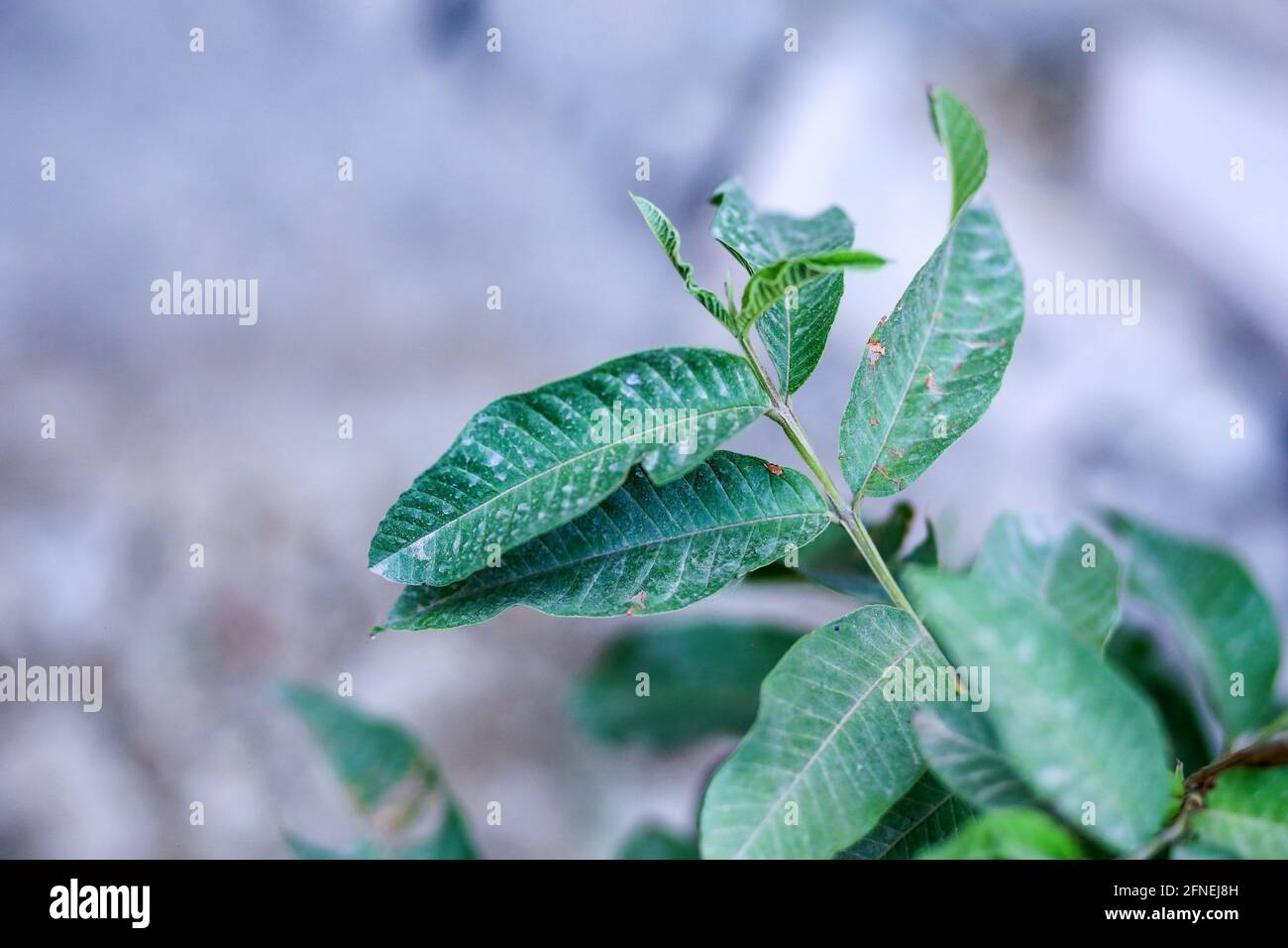 Immagine ravvicinata di foglia di guava Foto Stock