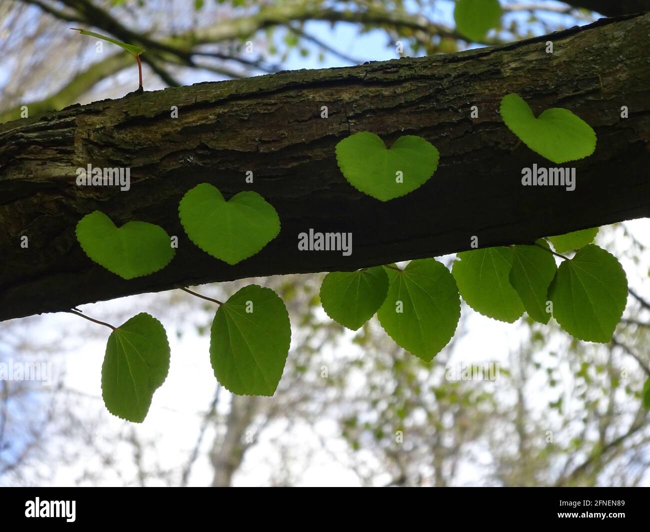 Kelsey Park, Beckenham Inghilterra, Regno Unito Foto Stock