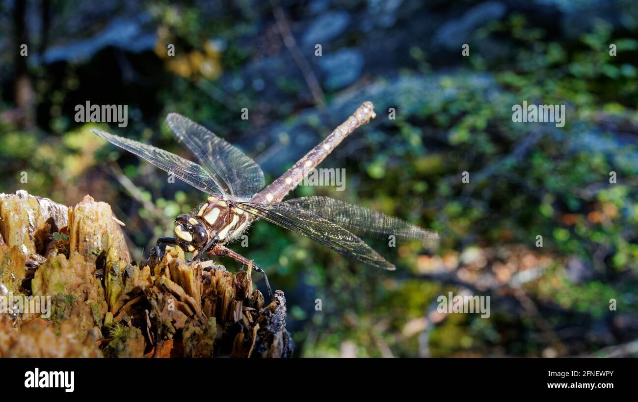 La Nuova Zelanda Gigante Dragonfly. La più grande libellula della Nuova Zelanda arroccata su una groppa che prende il sole e si riscalda facendo vibrare le ali. Foto Stock