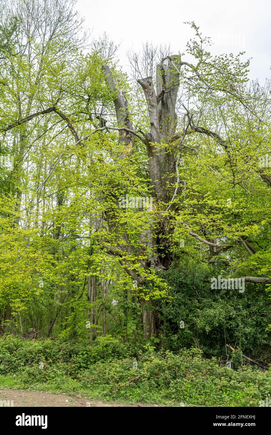 Faggio maturo (Fagus sylvatica) impollardato o lappato su Selborne Common SSSI, Hampshire, Inghilterra, Regno Unito Foto Stock