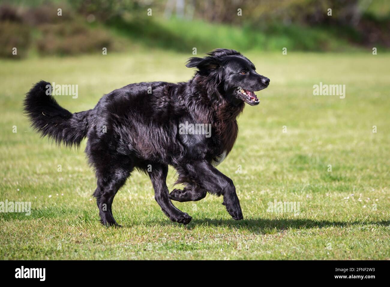 Hovawart in esecuzione Foto Stock