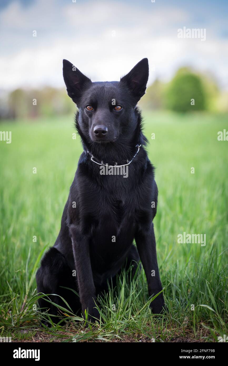 Australian Kelpie Foto Stock