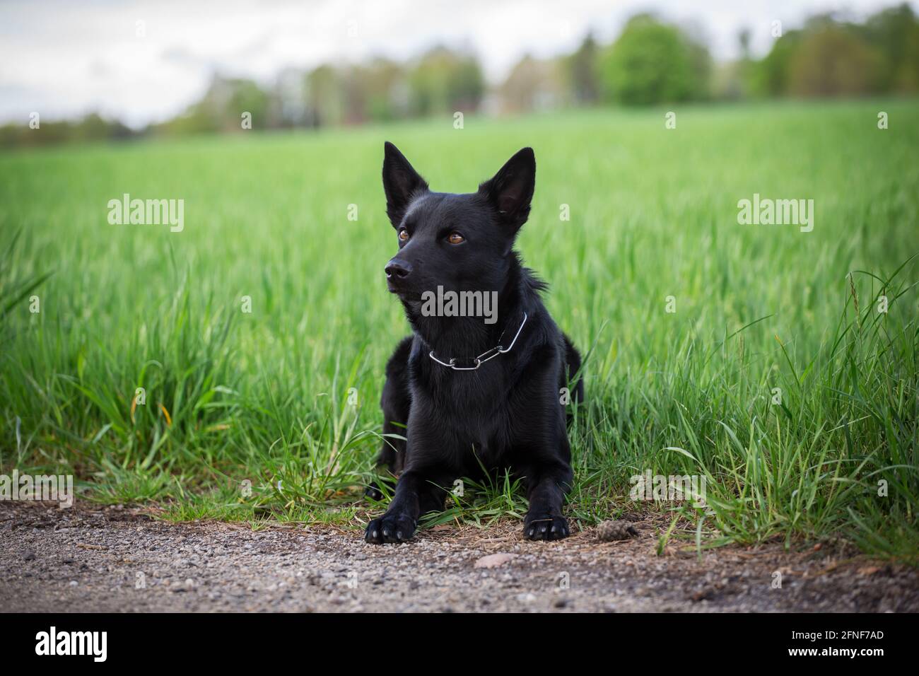 Australian Kelpie Foto Stock